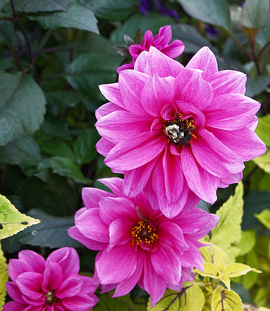 Still life with Bee