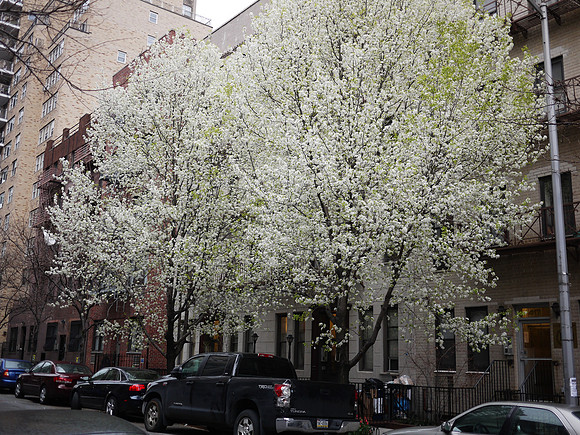 Callery Pears, Yorkville