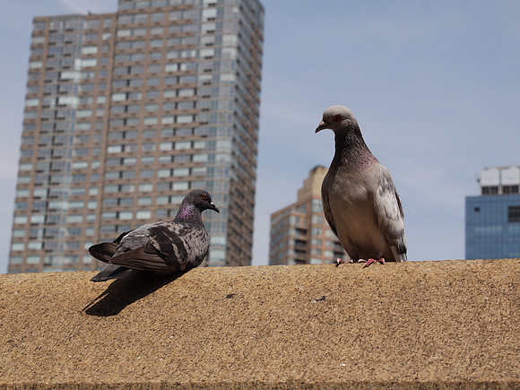 Pigeons, Hell's Kitchen