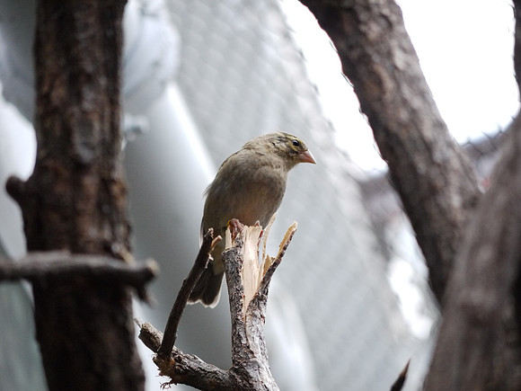 Sparrow, Bronx Zoo
