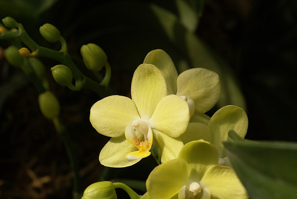 Phalaenopsis Taida Smile
