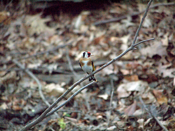 European Goldfinch, Central Park