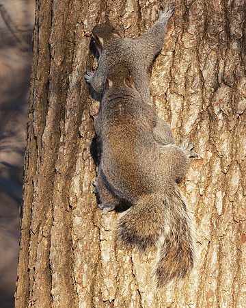 Squirrel Porn