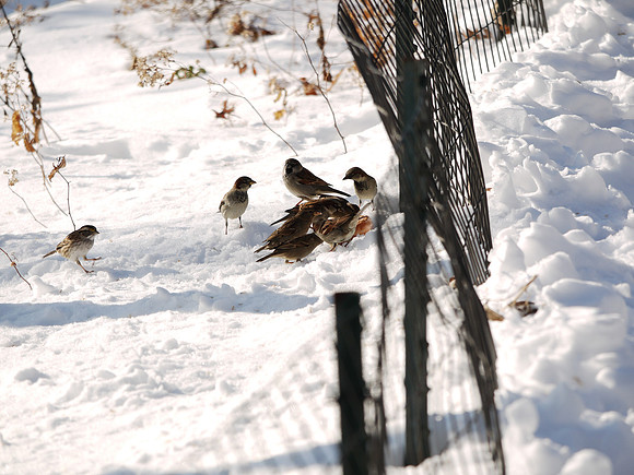 Sparrow frenzy
