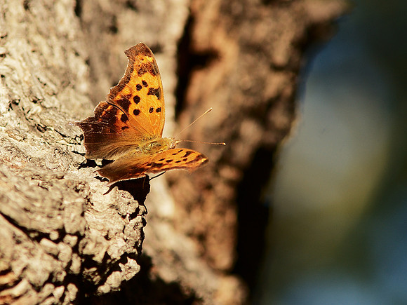 Eastern Comma, Central Park