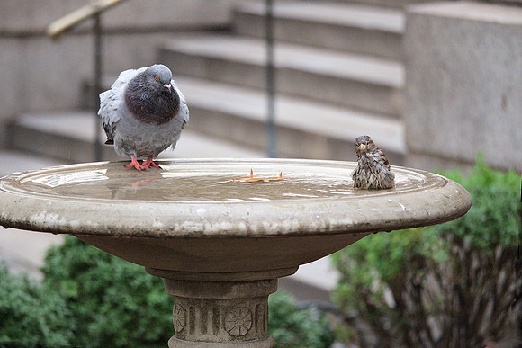 Bryant Park