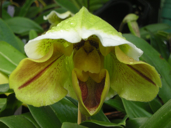 Paphiopedilum orchid