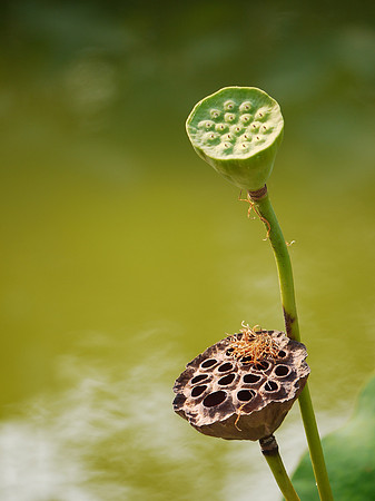 Lotus seed-heads, Brooklyn Botanic Garden