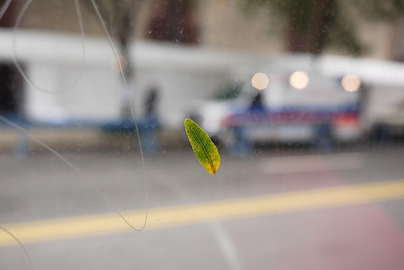 Leaf stuck on a bus window