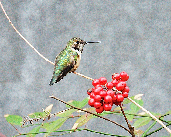 Rufous Hummingbird, Theodore Roosevelt Park