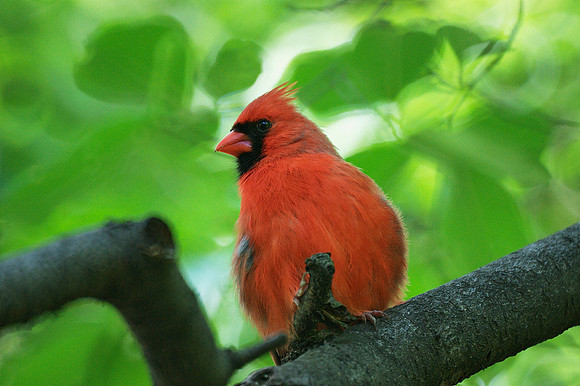 Cardinal