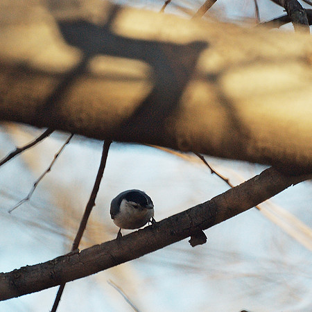 White-Breasted Nuthatch