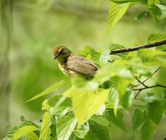 Palm Warbler, Central Park