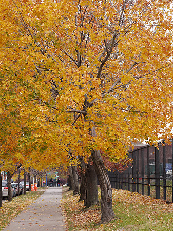 Bronx NY