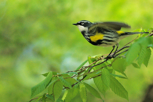Warbler takes off