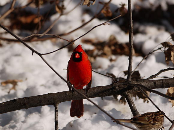 Cardinal, Central Park