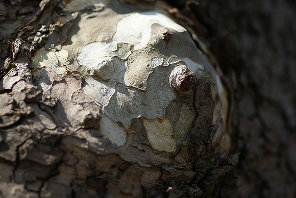 sycamore bark