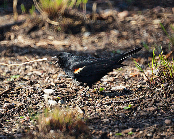 Red-Winged Blackbird, New York Botanical Garden