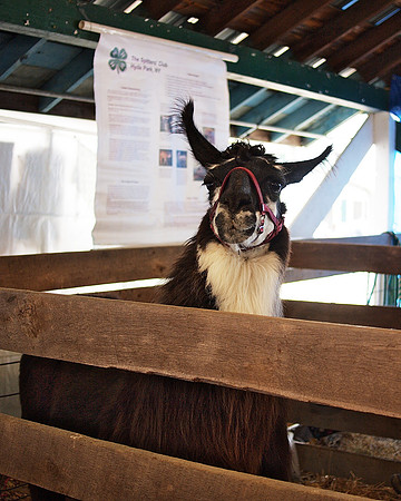Alert Alpaca