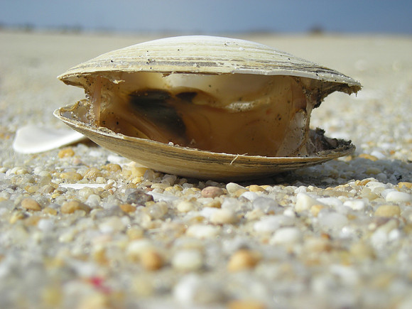 unhappy clam #2