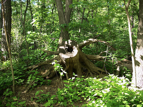 Tree stump, Central Park