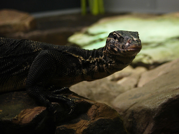 Water Monitor, American Museum of Natural History