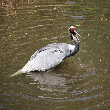 White-Naped Crane
