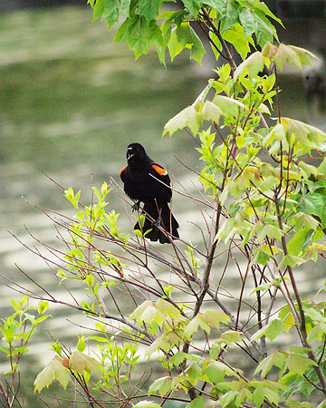 Blackbird Here!
