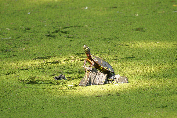 Turtle Pond, Central Park