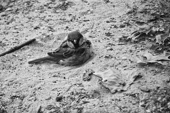 Dust Bath