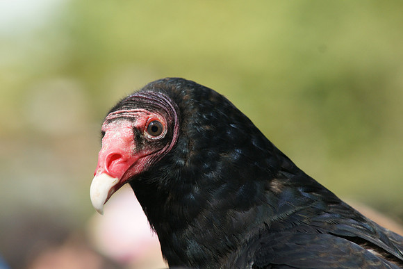 Turkey Vulture, Bronx Zoo
