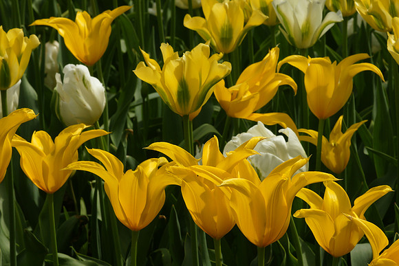 Tulips, Brooklyn Botanic Garden