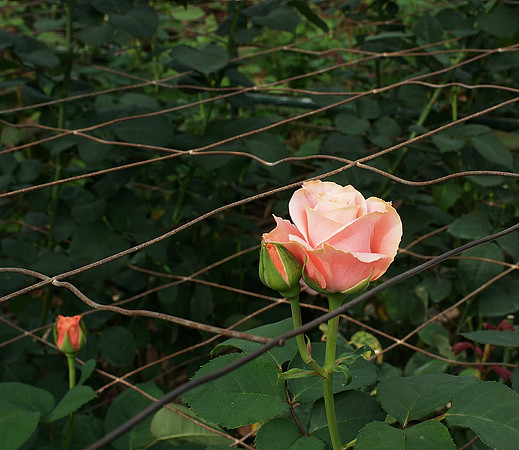 Rose matrix
