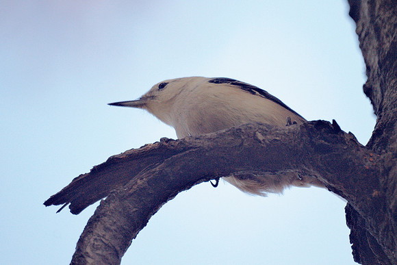 White-Breasted Nuthatch, Central Park