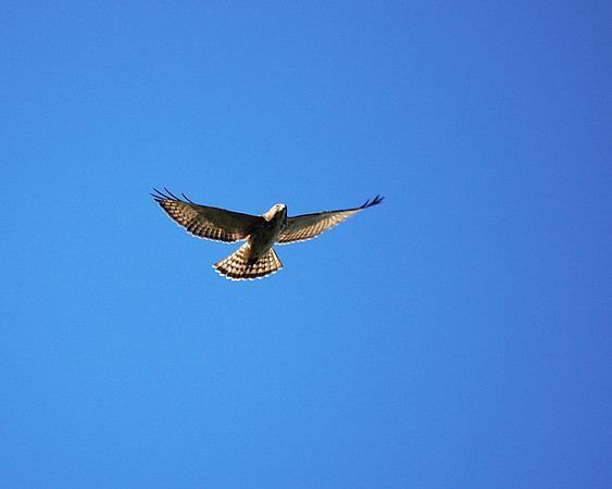 Broad-Winged Hawk over Central Park