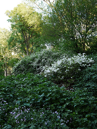 In Central Park