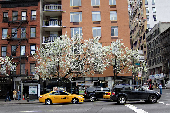 Callery Pears, Ninth Avenue