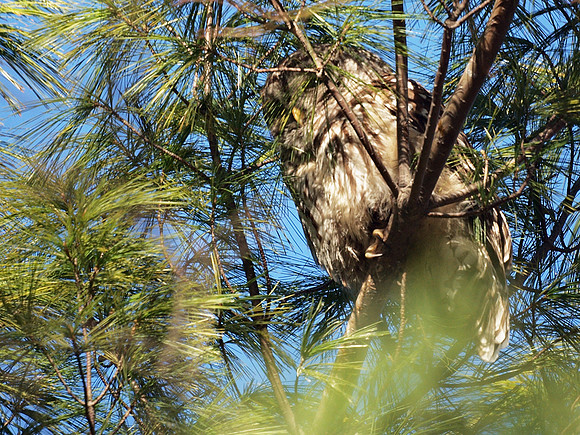 Barred Owl, Central Park