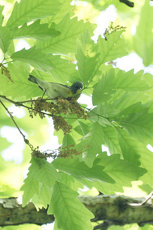 Northern Parula warbler, Central Park