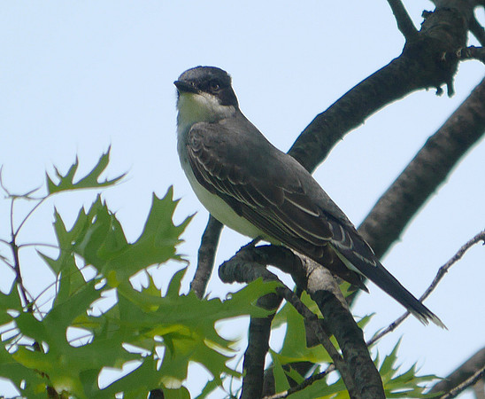 Eastern Kingbird, Central Park