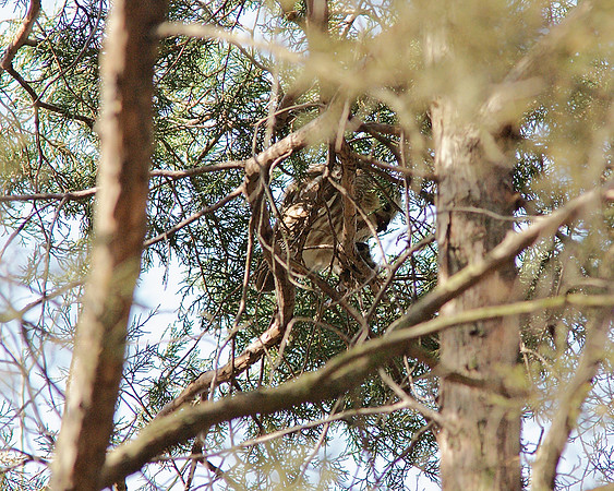 Saw-Whet Owl and lunch