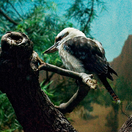 Kookaburra