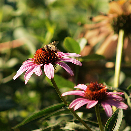 Very tasty Echinacea