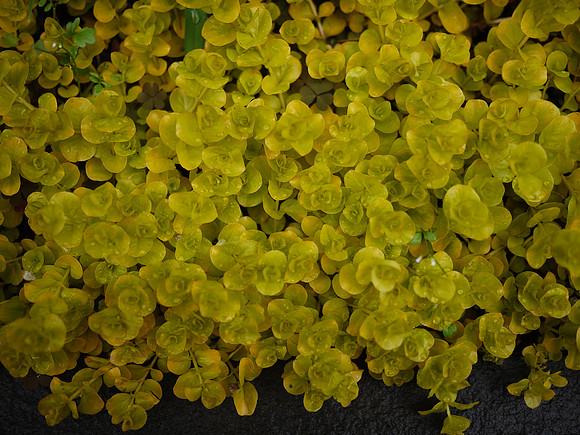 Yellow mass