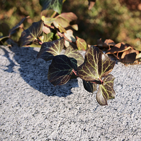 Ivy, Carl Schurz Park