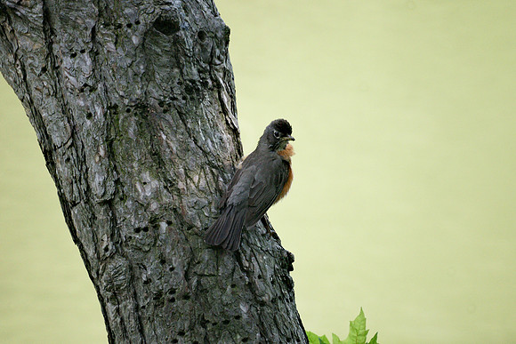 Dapper Robin