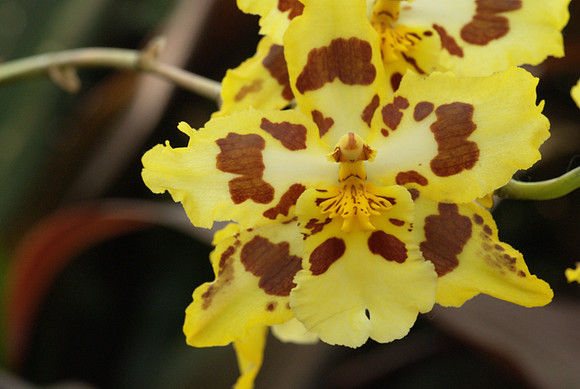 Odontoglossum
