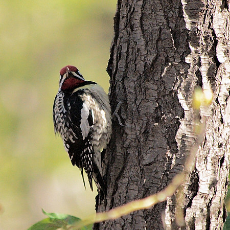 Yellow-Bellied Sapsucker, Central Park