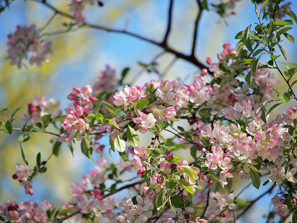Ruby-Crowned Kinglet in cherry blossoms, Central Park