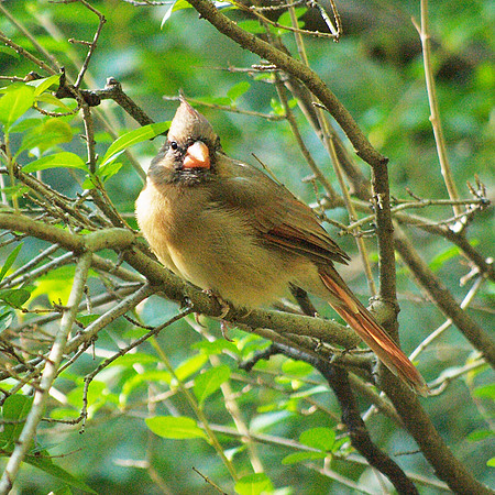 Cardinal
